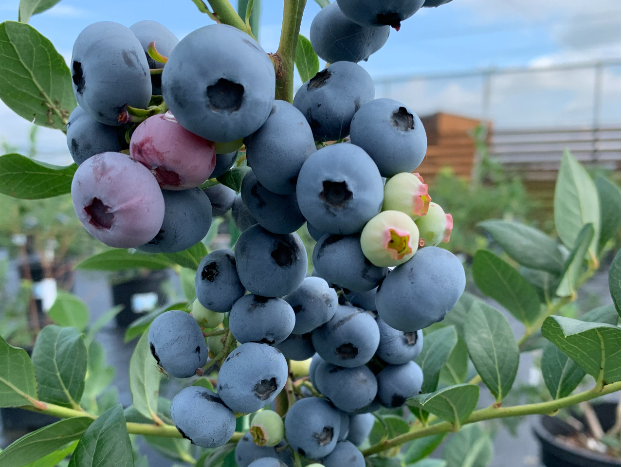 40��ޖ�700�{�̃u���[�x���[�������ɂ���܂��B���q�l�ɂ͖������Ē��������̂ŁA�������Ȃ��Ȃ�ꍇ�͗\�񒆎~�ɂȂ�ꍇ���������܂��B