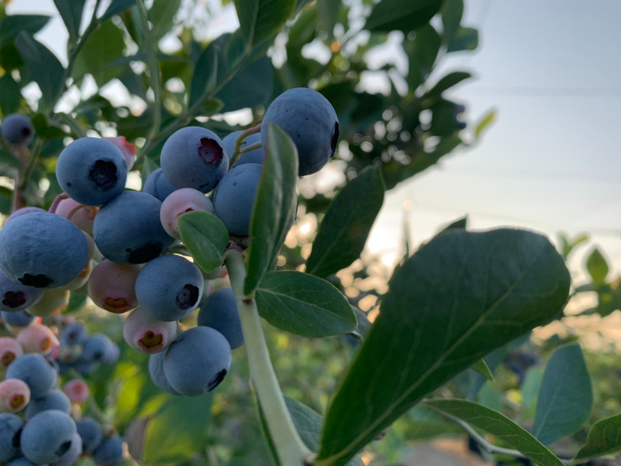 【涼しい時間にブルーベリー狩り】暑い夏が旬のブルーベリーを少しでも涼しい時間に食...