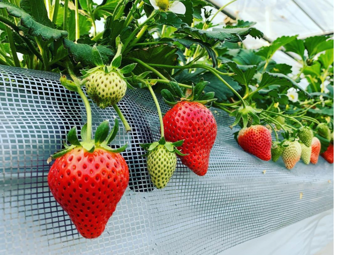 【最大12品種食べ放題!】4月6日~5月中旬【じゃらん限定】いちご狩り50分食べ...