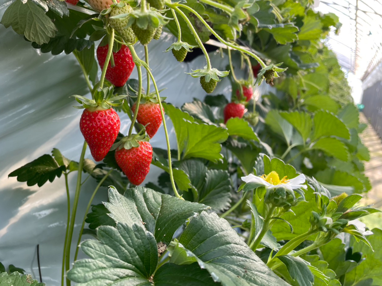 <3月1日～4月5日>【いちご狩り４０分食べ放題！】高設栽培でクリーン！2段式な...