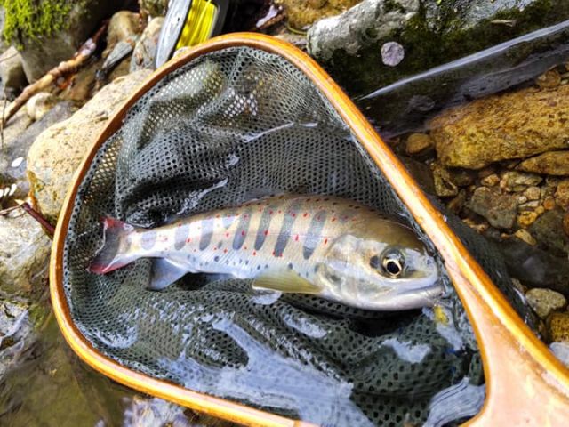 岡山 苫田郡 養殖池で釣り体験 竿のレンタル 餌付 手ぶらプラン アマゴ釣りをお楽しみください 自然いっぱいの白賀渓谷で 思い存分魚釣りをお楽しみいただけます 白賀渓谷管理釣り場 白賀釣センター じゃらん遊び体験 岡山 苫田郡 養殖池で釣り体験 竿のレンタル 餌付 手ぶらプラン アマゴ釣りをお楽しみください 自然いっぱいの白賀渓谷で 思い存分魚釣りをお楽しみいただけます 白賀渓谷管理釣り場 白賀釣センター じゃらん遊び体験