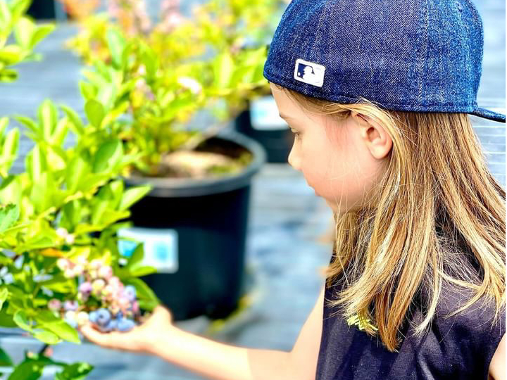 ブルーベリーは樹高が低いので、小さなお子様もブルーベリー狩りをお楽しみいただけます