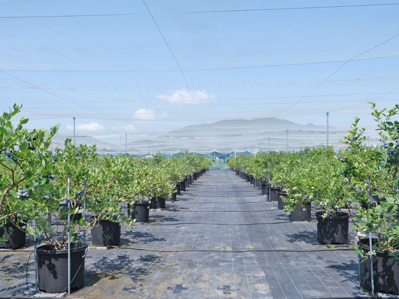 nCLOR[XƂĐlĈR̘[ɍL_