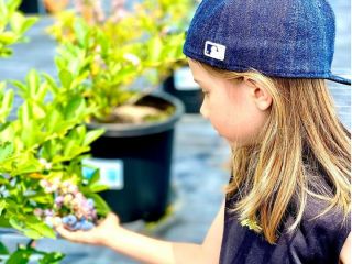 ブルーベリーは樹高が低いので、小さなお子様もブルーベリー狩りをお楽しみいただけます