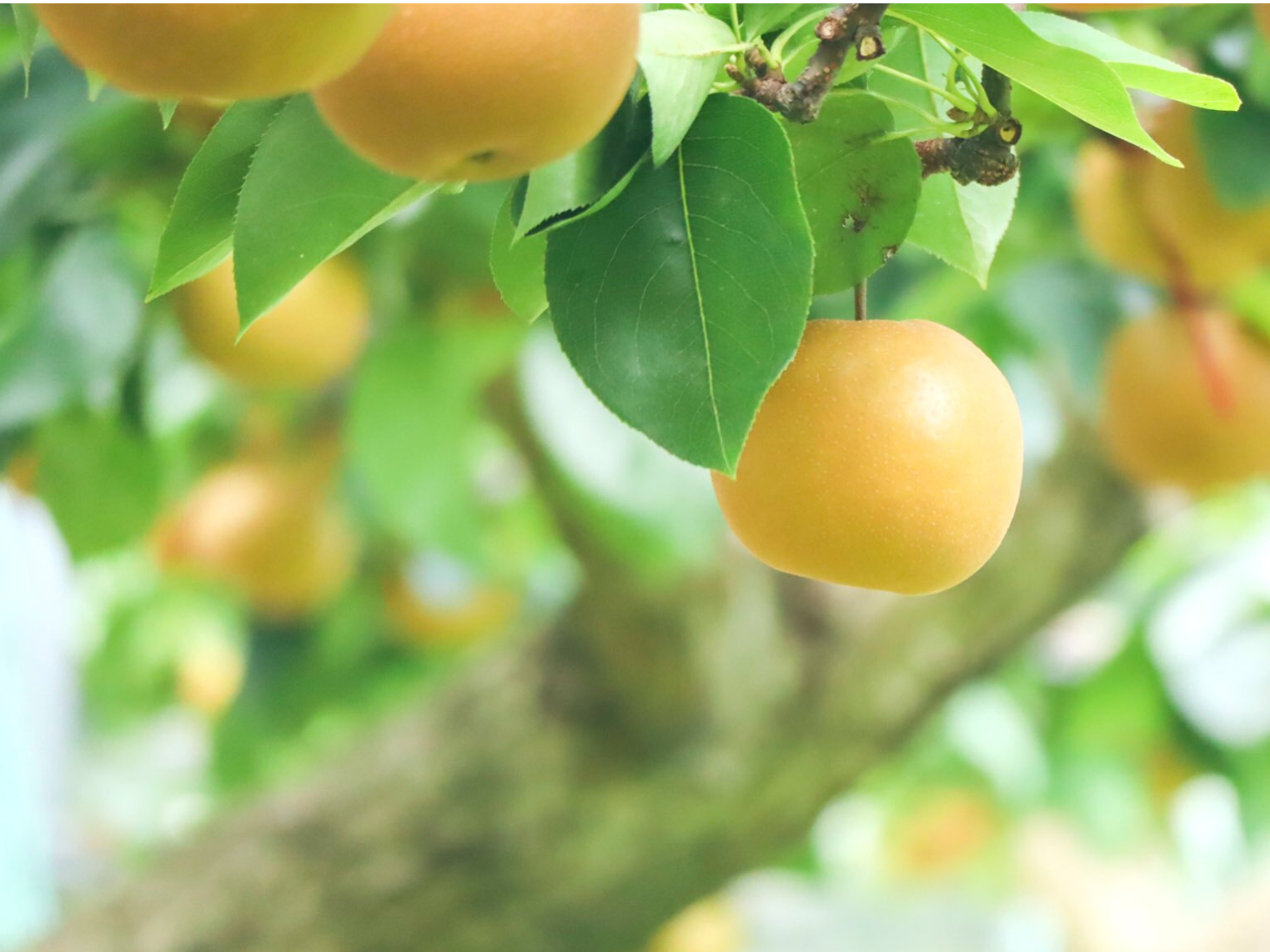 {ȉʕňJÒ(nłʕ̎ނ͌HPmF)