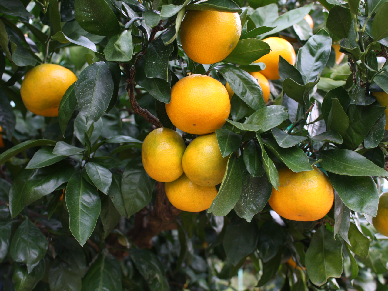 {ȉʕňJÒ(nłʕ̎ނ͌HPmF)