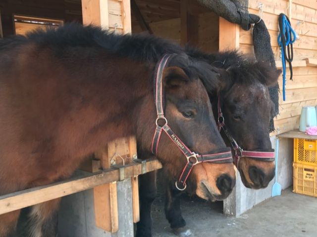 木曽馬やヤギも見ることができます