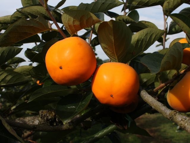 <旬な果物狩り>収穫できる果物は公式HPをご確認下さい。