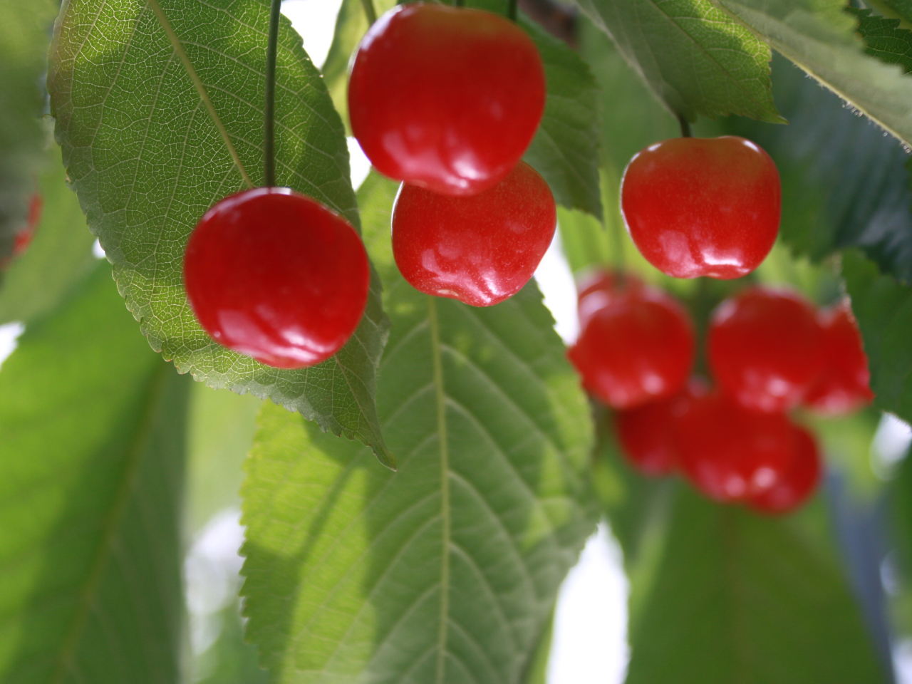 �嗱�̍�����