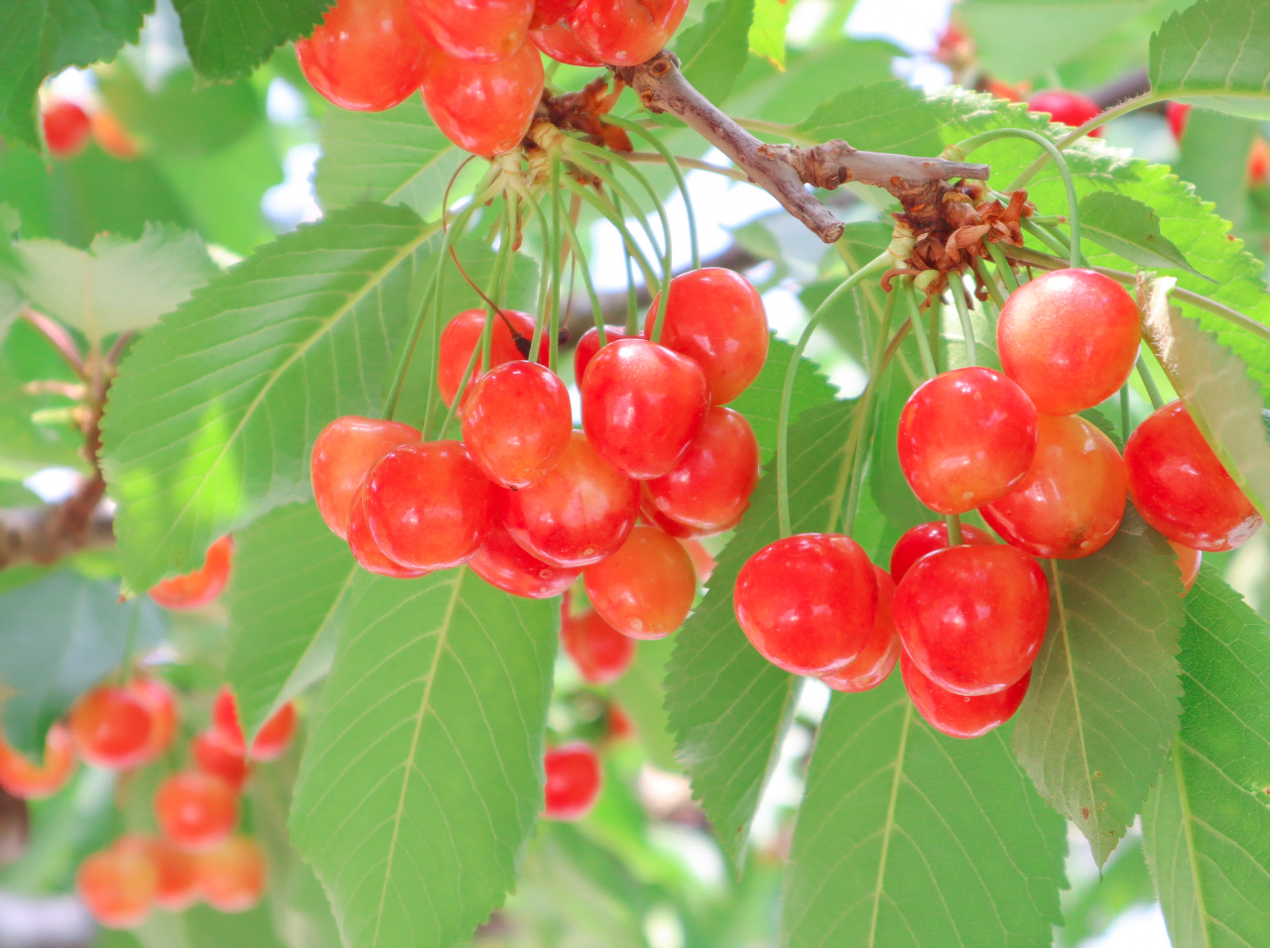 �����Ɏ�������������