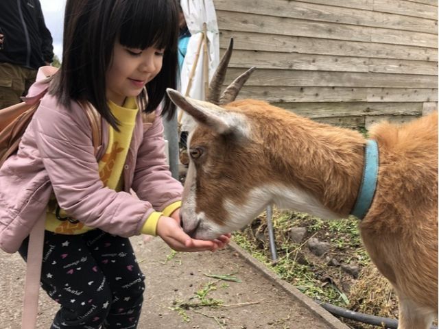 やぎさんのエサやりができます。1カップ200円。ぶたさんやウサギさんにもあげてね!