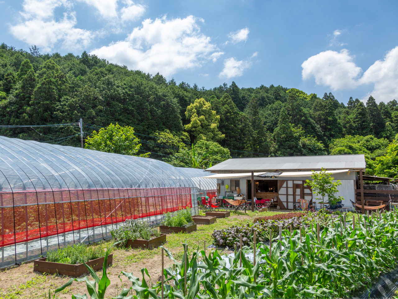 In͔|ƃrj[nEX3,000u̕~nŖ؂ĂĂ܂