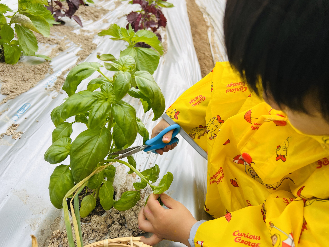 sUɃgbsO؂ƁAT_p̖؂ň