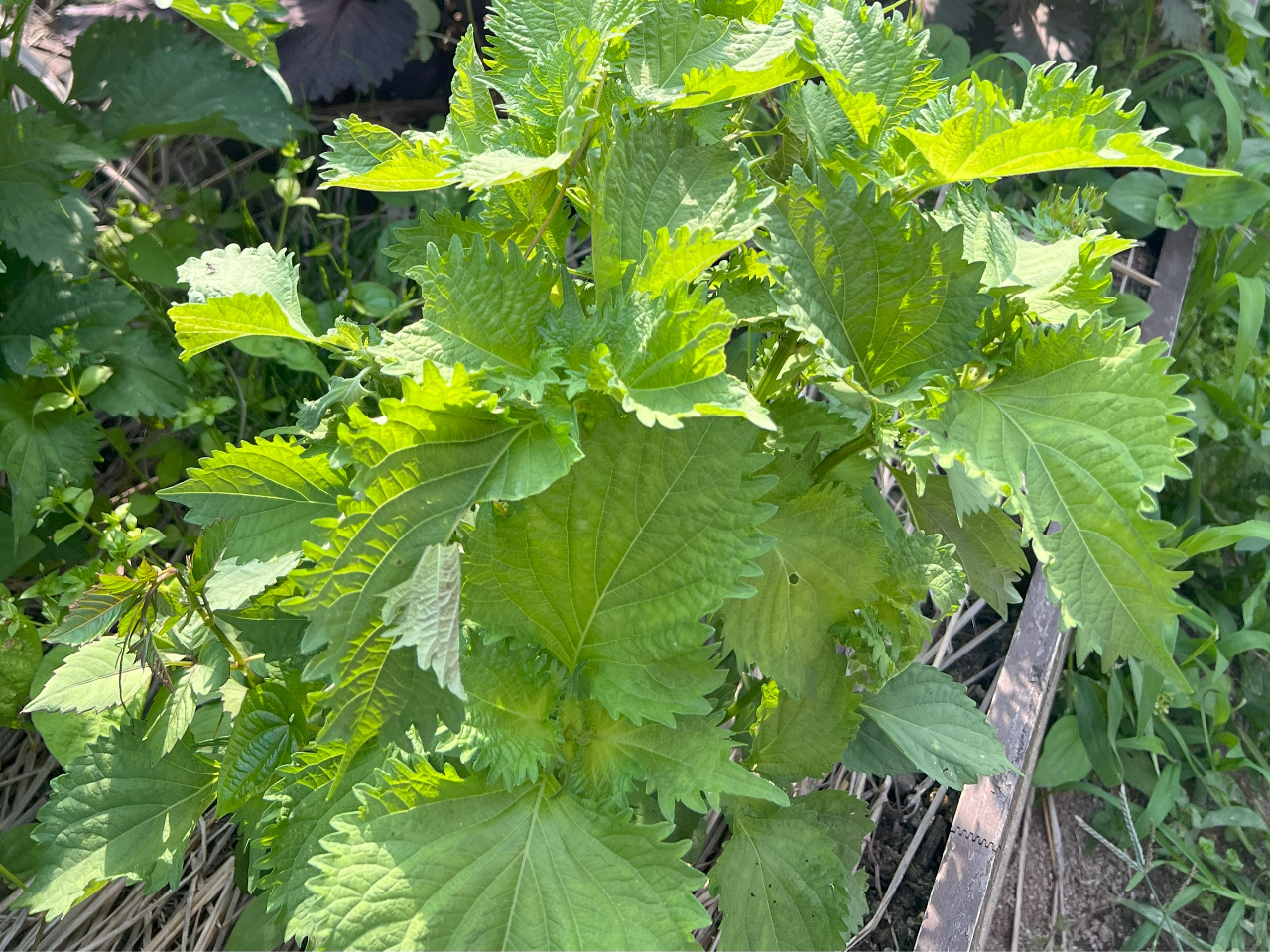 �����炷���ɂ�����