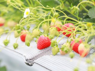 2021年、2022年『2年連続じゃらん☆いちご狩り敢闘賞』をいただきました☆彡