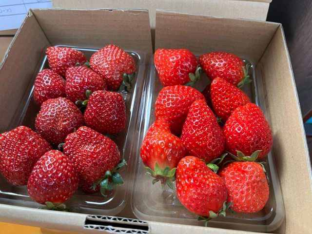 持ち帰りのいちごもあります(左 真紅の美鈴800円、右赤いちごミックス600円)