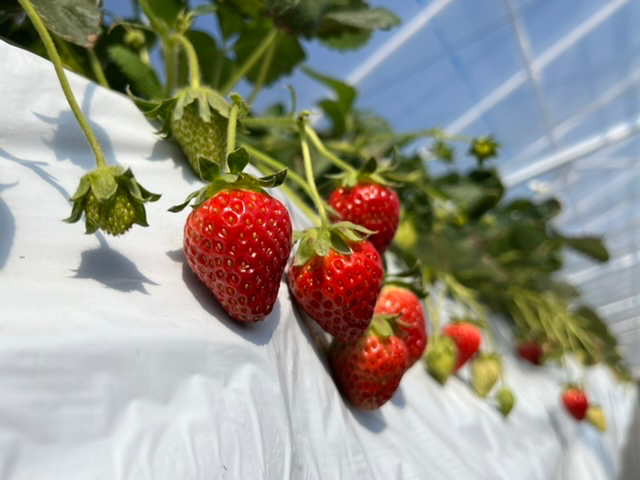 【じゃらん限定】50分間いちご食べ放題☆最大6品種食べ比べ♪練乳&ホイップクリー...