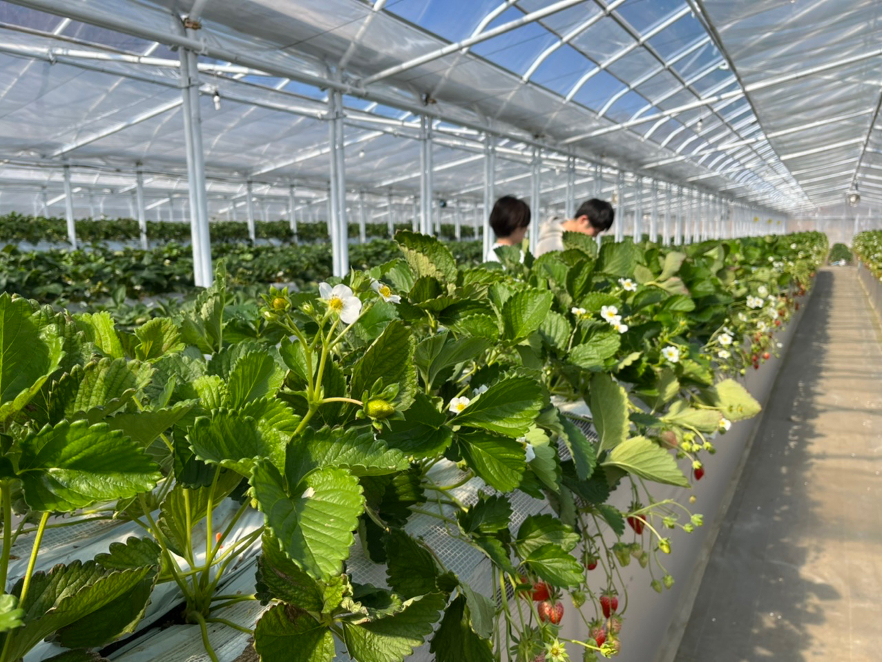 ���ݍ͔|�G���A