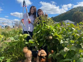 収穫体験できるものは丹波黒枝豆、里芋、さつまいもなどになります。貸別荘、グランピング併設日帰りバーベキュー、ピザ焼く体験なども予約可能です。