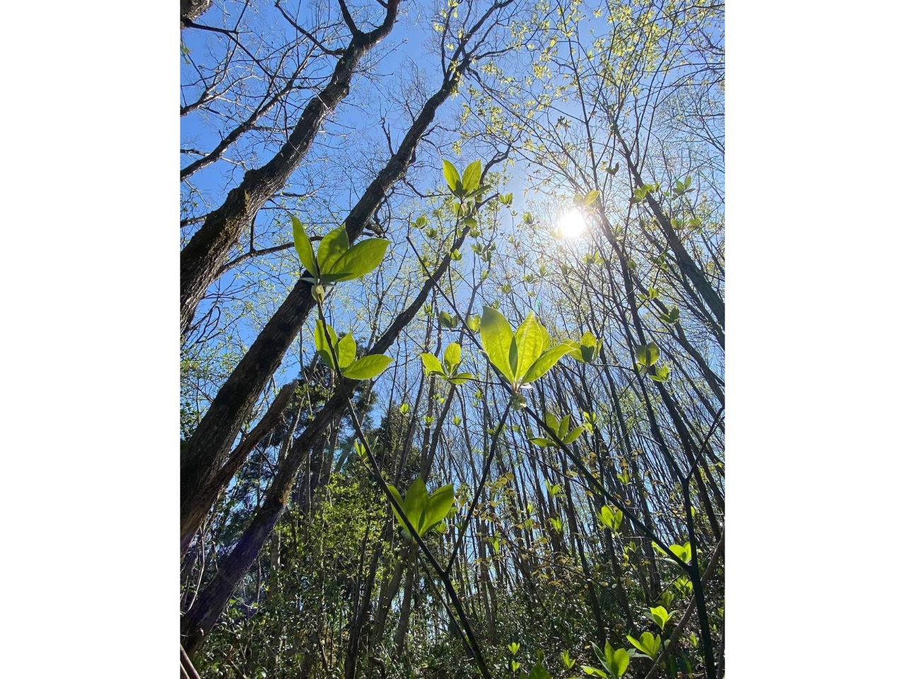 ؁X̊Ԃ̓@@؁Xh炷@@̂@@RɐgςˁARƈ̂ɂȂuԁ@@@R̈ꕔɂȂ