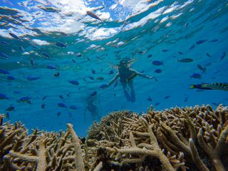 透明度抜群のサンゴ礁の海でシュノーケリング♪