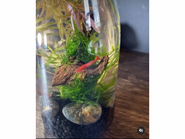 ボトルアクアリウム 小さな水族館作り Mサイズ ウチナダノハコ じゃらん遊び体験 ボトルアクアリウム 小さな水族館作り Mサイズ ウチナダノハコ じゃらん遊び体験