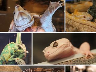 カワイイはちゅうるい沢山お待ちしてます!