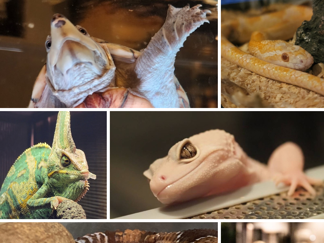 【夜】はちゅうるいばーLIRIO 爬虫類バー体験 !