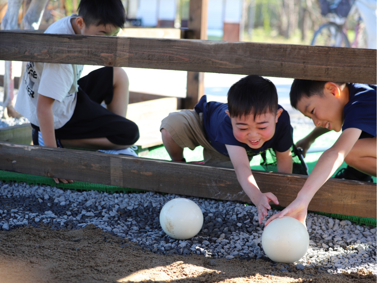 採卵体験コーナー。牧場のふれあいエリアで体験できます。巣から卵を上手に取れるかな?
