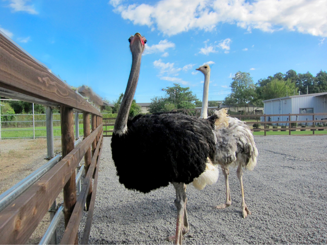 lIX̃_`Eu_`̂Nv͂߁ARH̃_`EӂꂠGAło}I