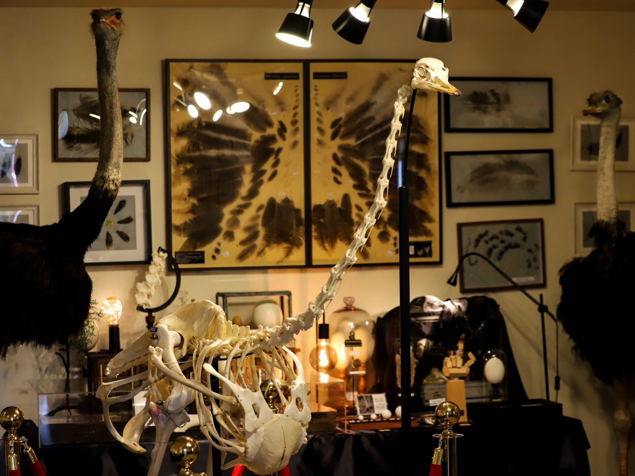 ٓœW育܂B_`ȆSgiW{┍A̓WR[i[܂B