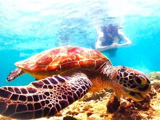 当店が厳選したシュノーケリングポイントはウミガメの産卵地でもあります(°▽°) その為高確率でウミガメを見ることが出来ます♪♪