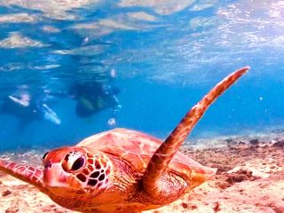 当店が厳選したシュノーケリングポイントはウミガメの産卵地でもあります(°▽°) その為高確率でウミガメを見ることが出来ます♪♪