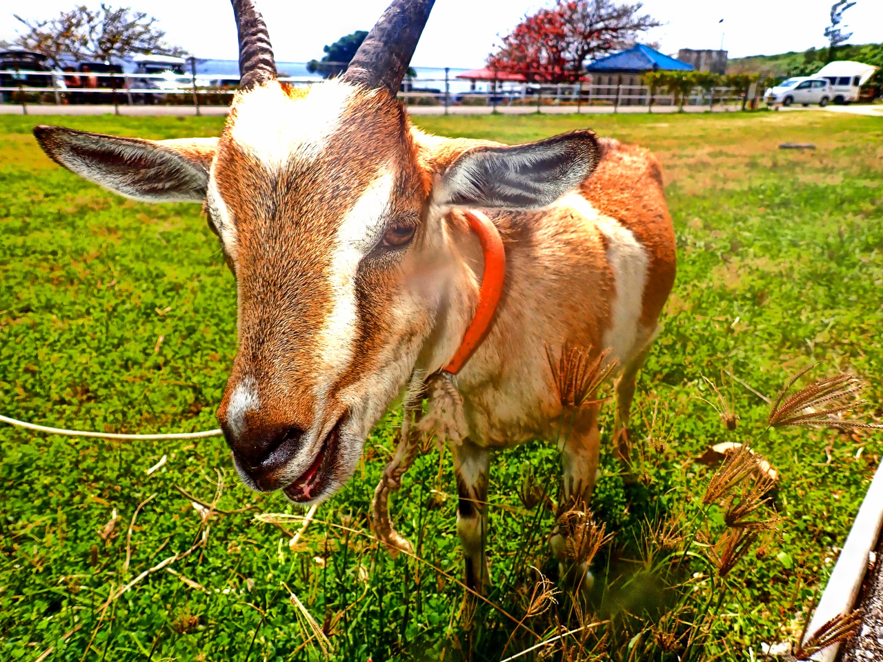 MƂGꍇႤ ԏ̗ɃM̕Xy[X܂() qlƈꏏɃMώ@ɍs܂ ĂȂłAȂ`