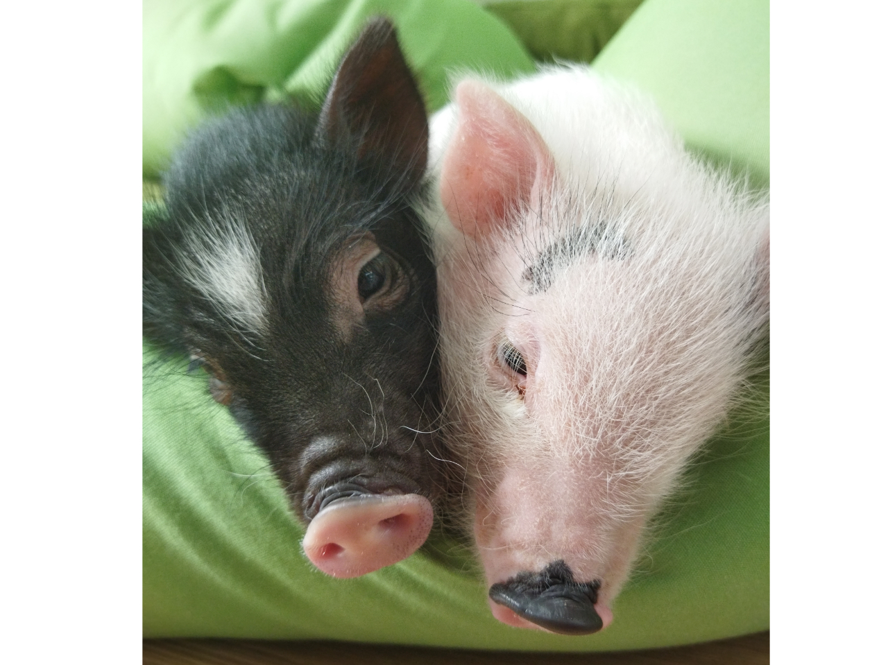 アニマルカフェ 大人フリータイム ワンドリンク付き 1300円 11月にopenしたばかりのキレイな店内でいろいろな動物 たちと触れ合えます 土日祝プラン 気に入った動物がいれば購入ok Happygrow じゃらん遊び体験