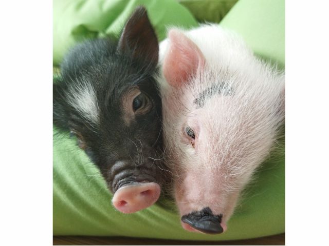 アニマルカフェ 大人フリータイム ワンドリンク付き 1300円 11月にopenしたばかりのキレイな店内でいろいろな動物 たちと触れ合えます 土日祝プラン 気に入った動物がいれば購入ok Happygrow じゃらん遊び体験 アニマルカフェ 大人フリータイム ワンドリンク付き 1300円 11月にopenしたばかりのキレイな店内でいろいろな動物 たちと触れ合えます 土日祝プラン 気に入った動物がいれば購入ok Happygrow じゃらん遊び体験