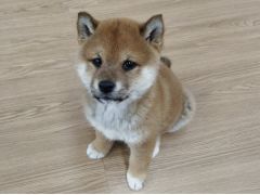 厚木 海老名の動物カフェランキングtop1 じゃらんnet 厚木 海老名の動物カフェランキングtop1 じゃらんnet