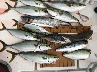 半日便で楽しみましょう