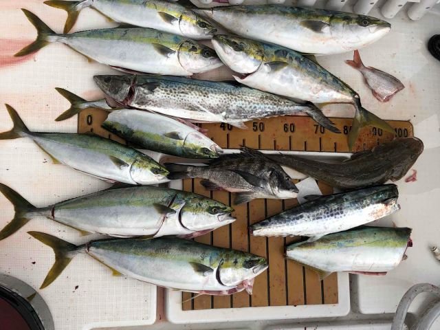 半日便で楽しみましょう