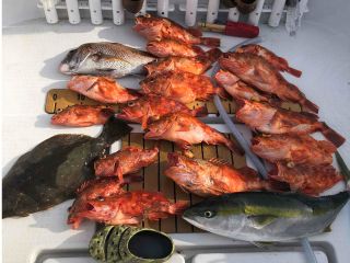 スロージギングでウッカリカサゴ釣りましょう