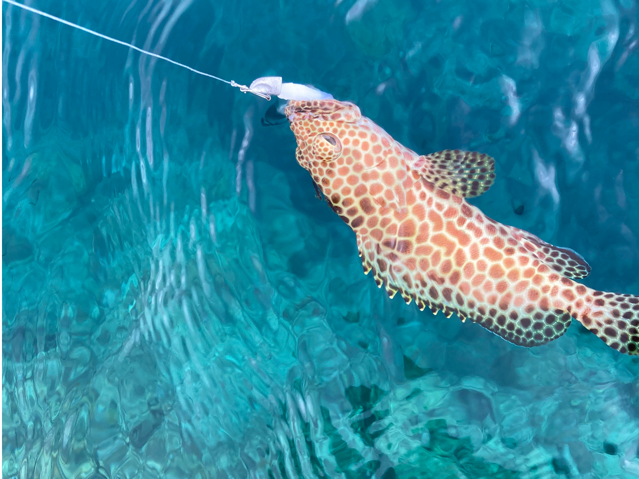 �C�V�~�[�o�C