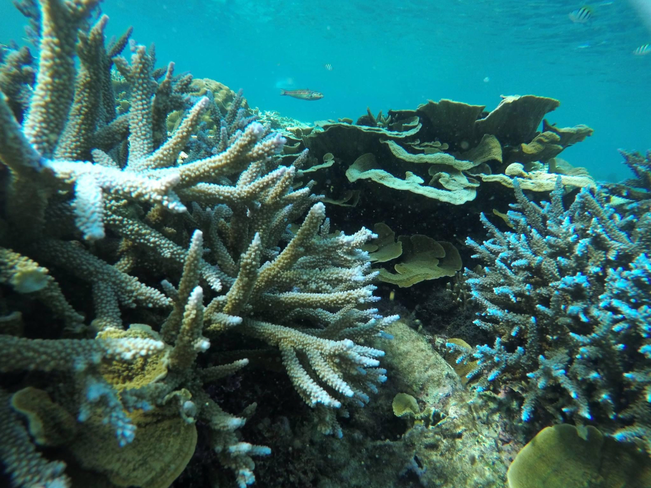 �A�C�����h �}���[�� �I�L�i���̎ʐ^4