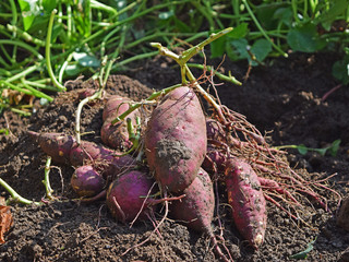 『シルクスイート』『紅あずま』『紅はるか』の3品種を収穫していただけます。