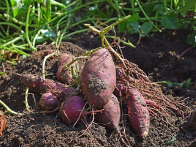 『シルクスイート』『紅あずま』『紅はるか』の3品種を収穫していただけます。