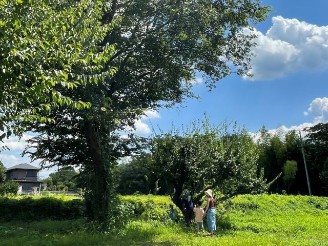 広々とした敷地内には、レジャーシートをひろげられる広場も。お弁当を持ち込んでのピクニック、お子さんとの虫取りなど、思い思いにお過ごしください。