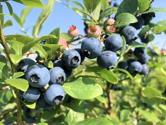 樹上で熟したブルーベリーのおいしさは格別。ぜひたっぷり味わってください。