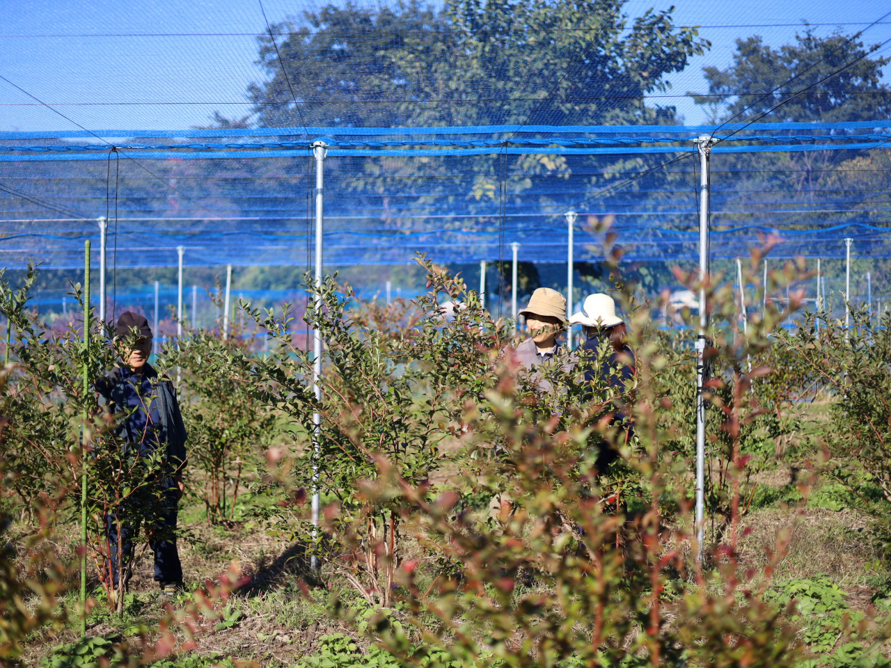 味わいしっかり、環境負荷も少ない「地植え」栽培。栽培管理に手間がかかりますが、木がのびのびと育ち、しっかりとした味わいのブルーベリーを実らせることができます。