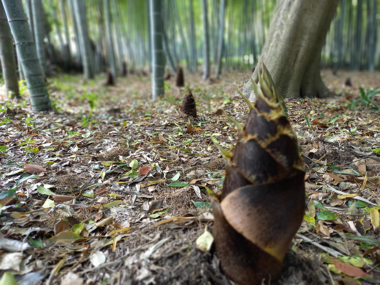 蒔絵 たけのこ掘り 半月盆 5枚 [B31441] 蒔絵 たけのこ掘り 半月盆 5枚