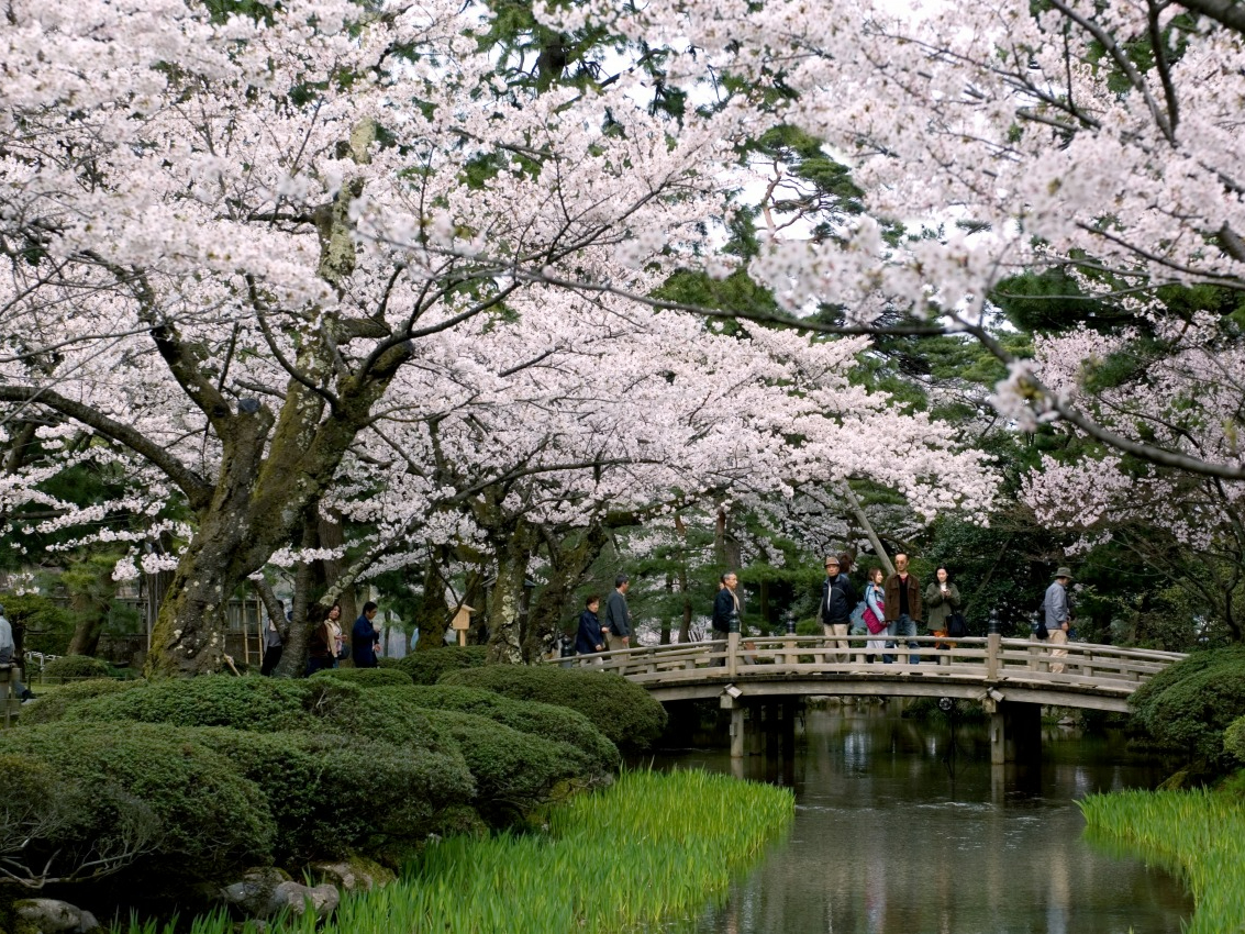 兼六園はいつも豪華絢爛です。