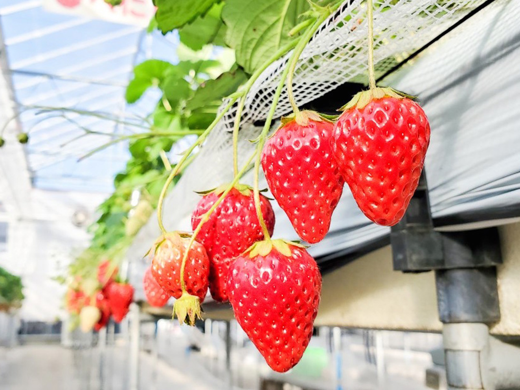 �i�킻�ꂼ�ꖡ�킢���قȂ�܂��̂ŁA�����̂��C�ɓ�����݂��Ă�������